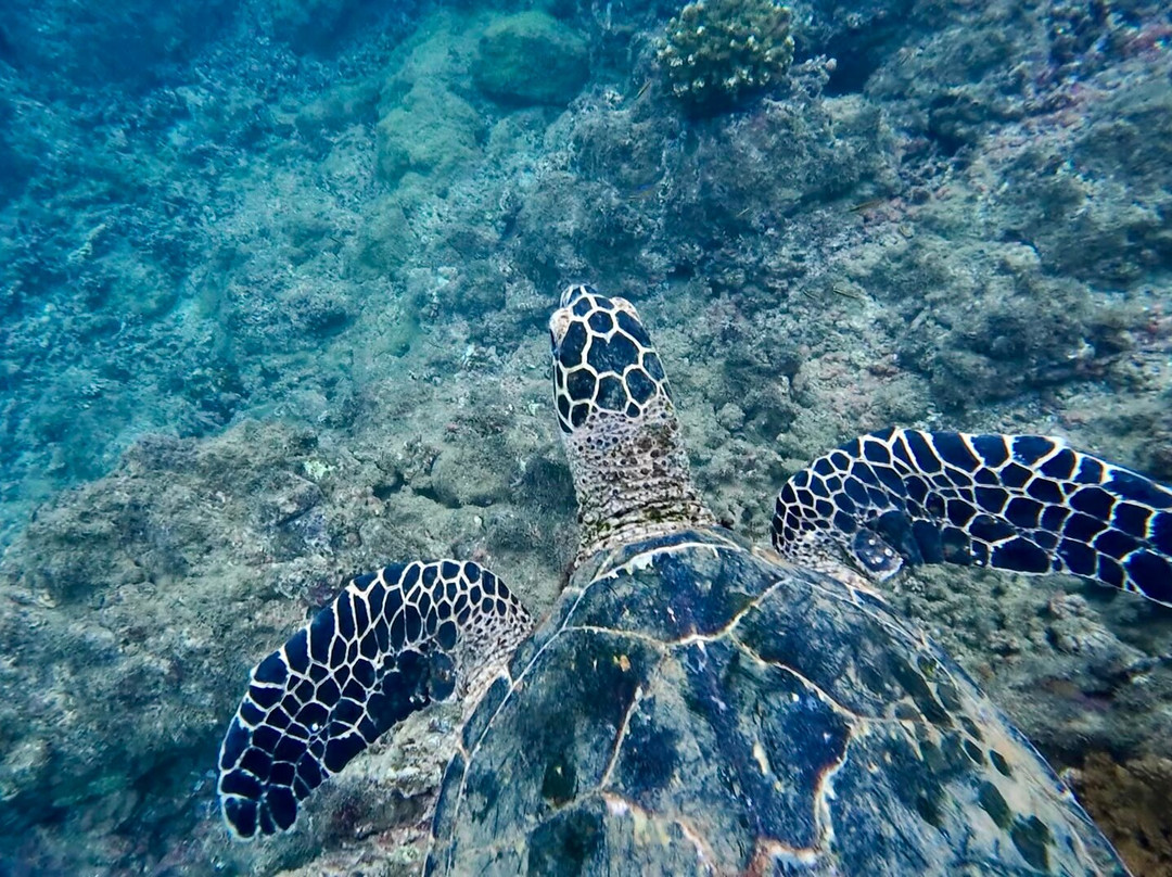 Drake Divers Costa Rica-德雷克湾必去景点
