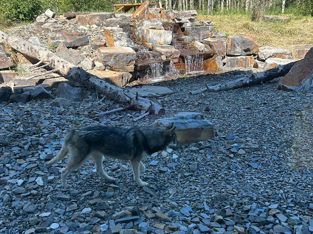 Yamnuska Wolfdog Sanctuary-科克伦必去景点
