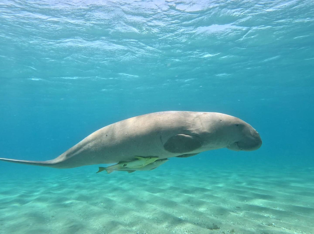Marsa Mubarak-马萨阿拉姆必去景点