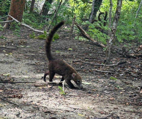 Costa Tours-彭塔雷纳斯必去景点