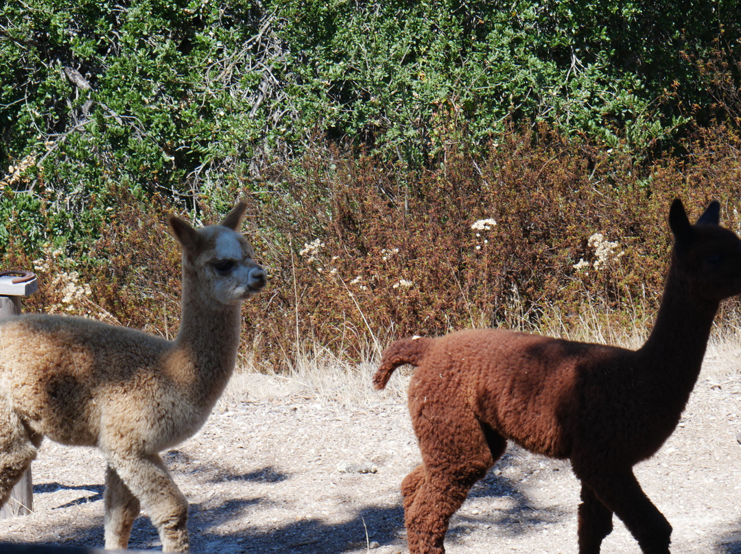 D'jango Hill Farm-卡梅尔必去景点
