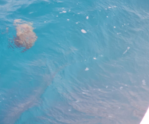 Mundo Marino Altea-阿尔特阿必去景点