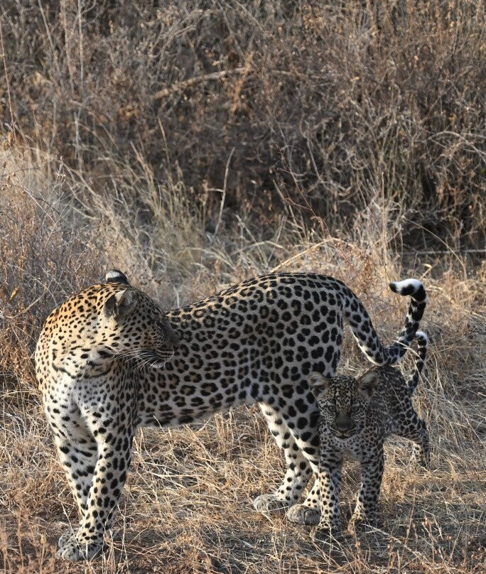 Banok Safaris-内罗毕必去景点