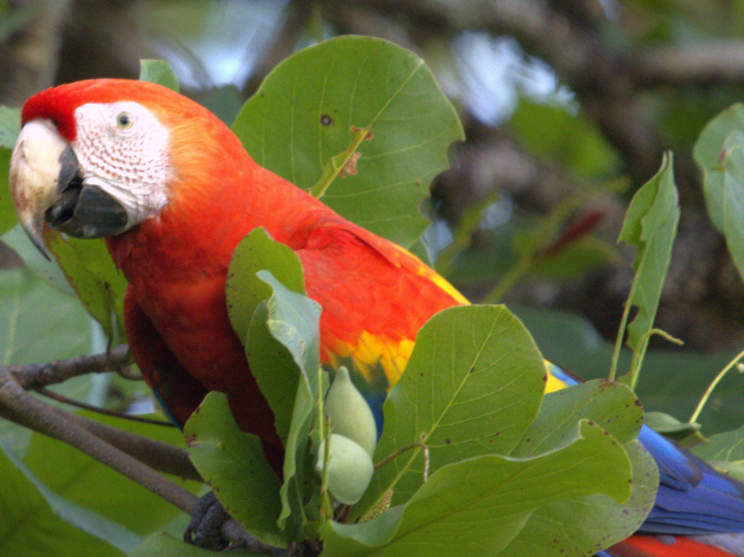 St Costa Rica-Gulf of Papagayo必去景点