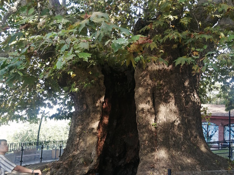 Imperial Travelers-第比利斯必去景点