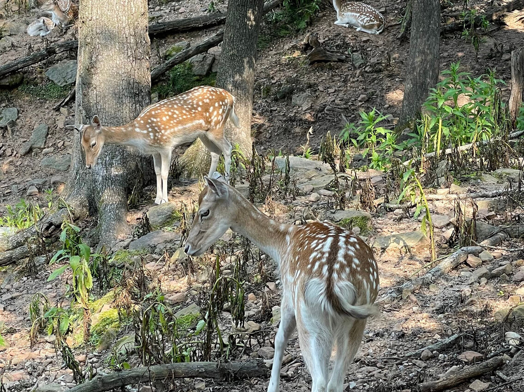 Wisconsin Deer Park-威斯康星峡谷必去景点
