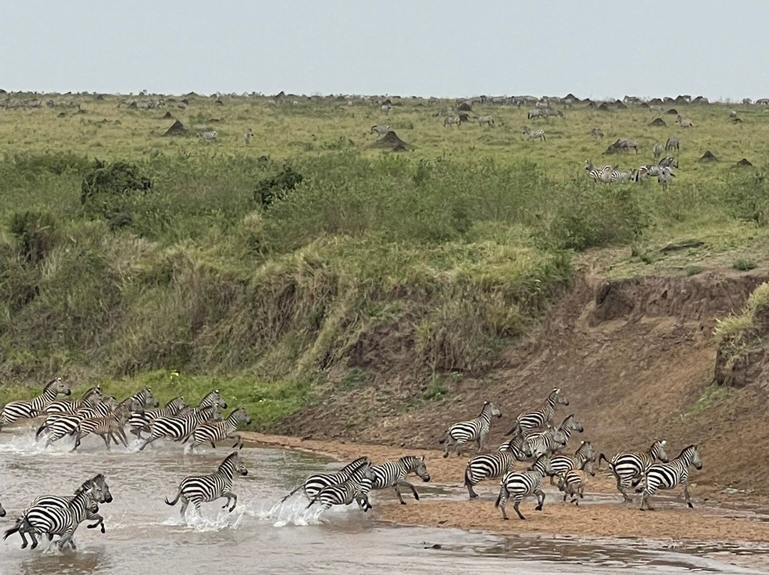 Apex Photo Safaris-内罗毕必去景点