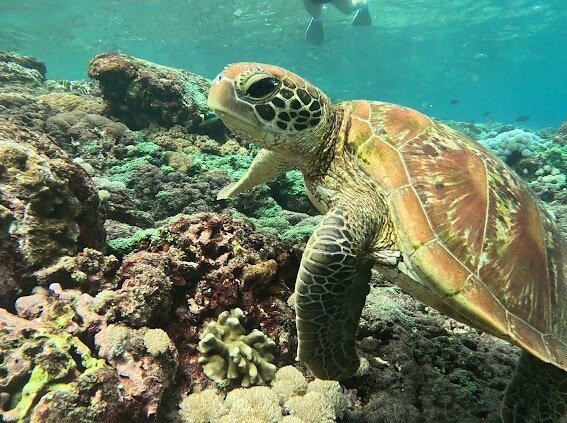 Ceningan Snorkeling Trip-努沙切宁安岛必去景点