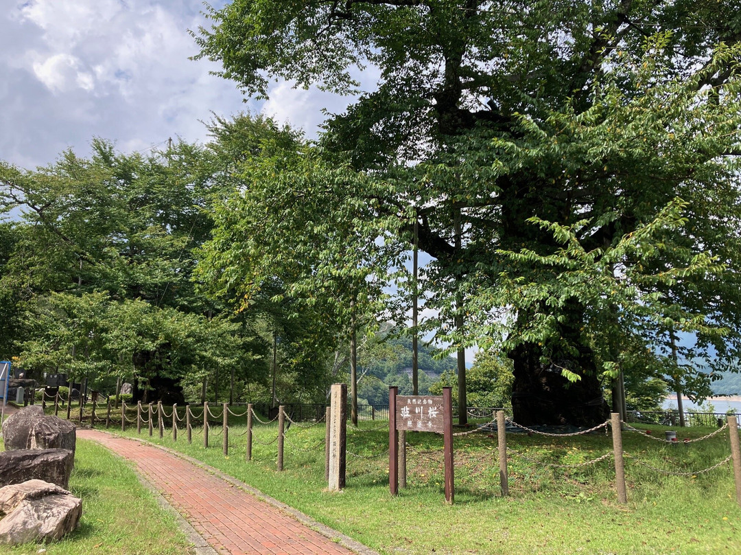 Shokawa-Zakura-高山市必去景点