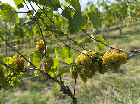 Weingut Taggenbrunn-Sankt Veit an der Glan必去景点