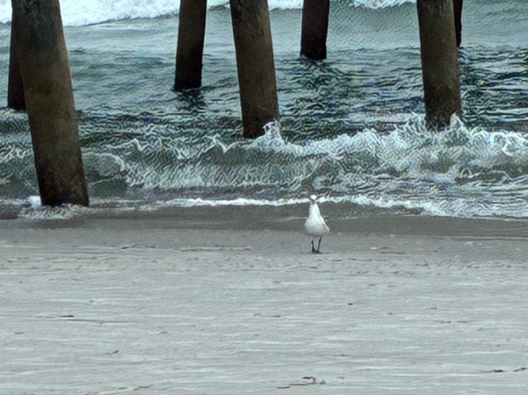 Sandpeddler Inn & Suites主图