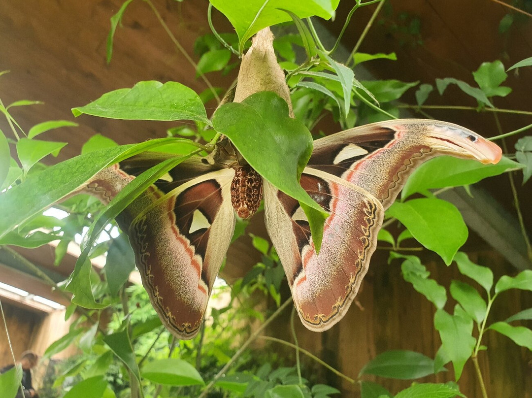 L'Ile aux Papillons-La Gueriniere必去景点
