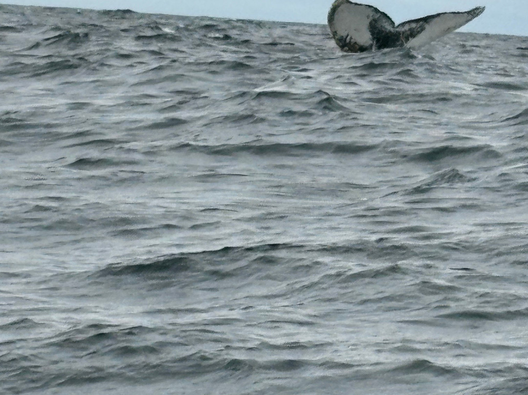 Sea of Whales Adventures-Trinity必去景点