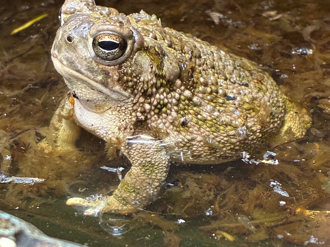 Insectarium de Lizio-Lizio必去景点