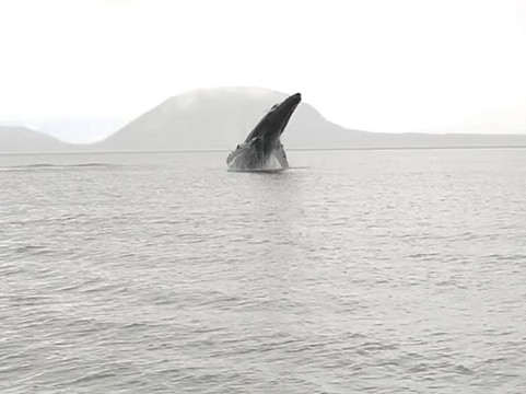 Harv and Marvs Outback Alaska-朱诺必去景点
