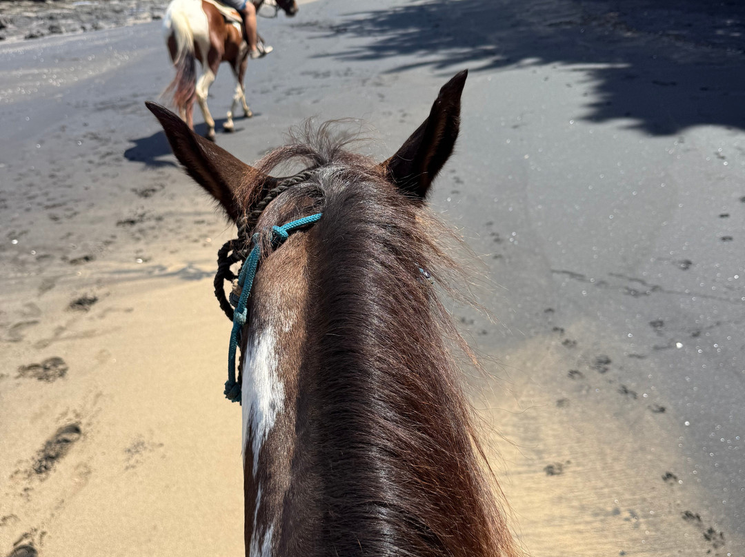 The Monkey Farm-Playa Ocotal必去景点