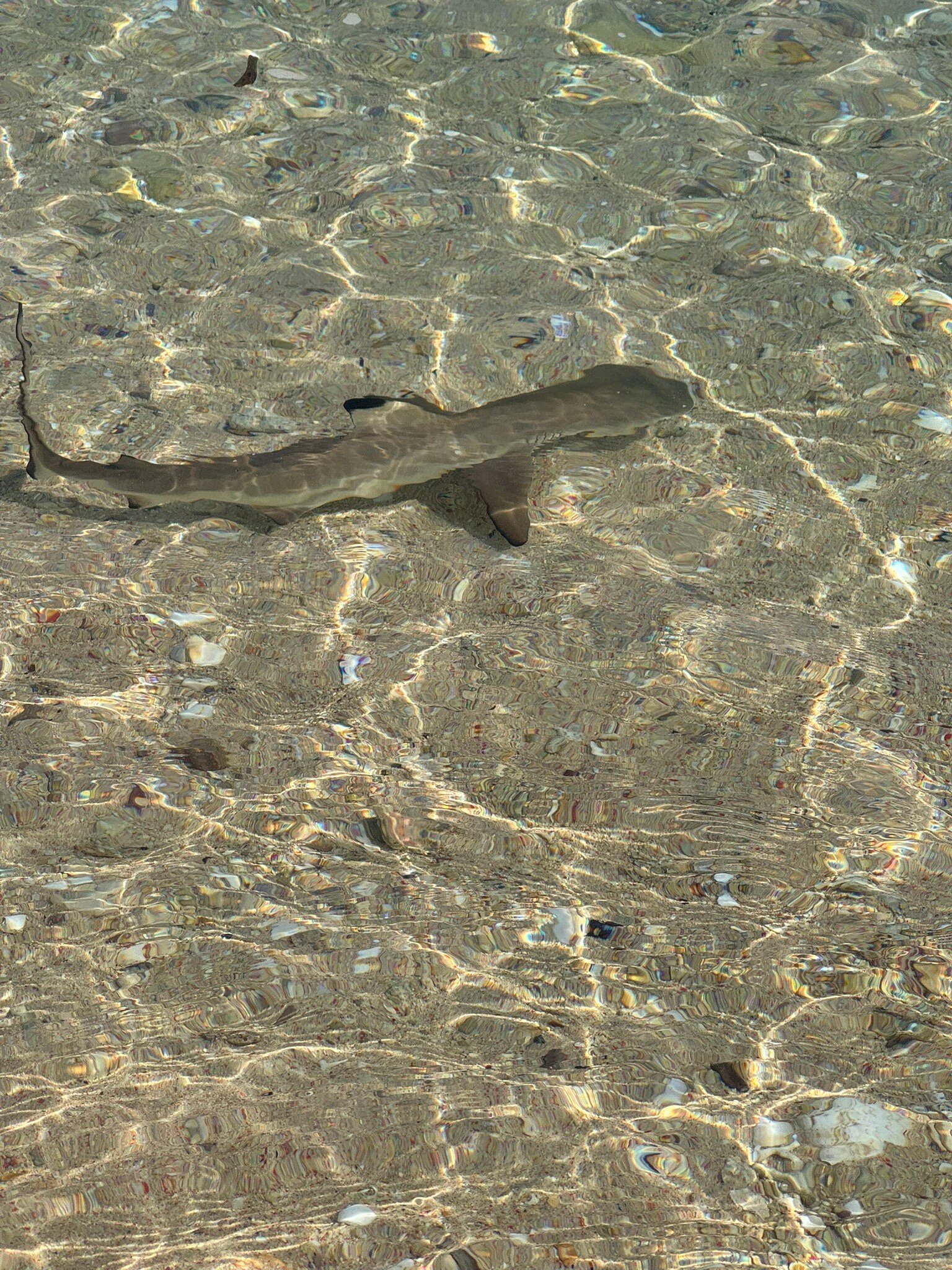 天使岛度假村-官方