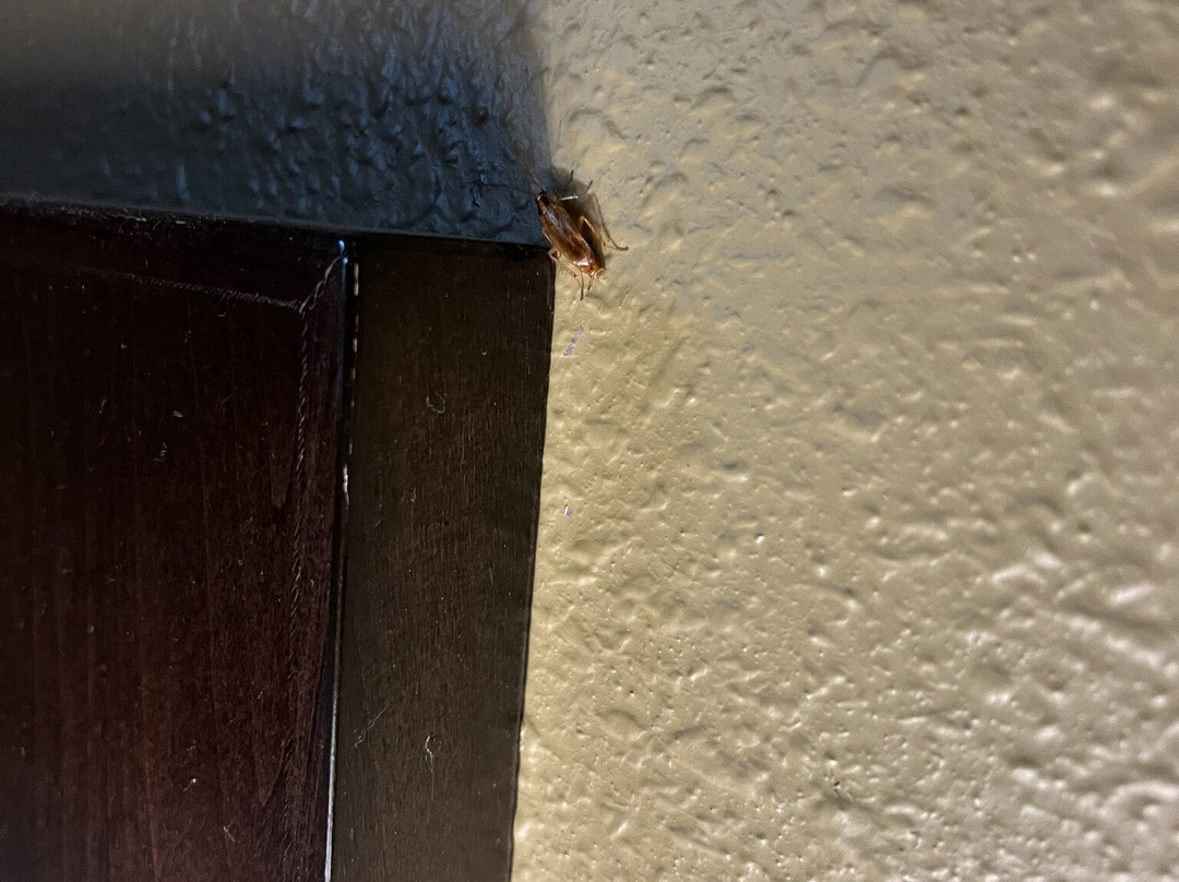 Comfort Inn Paducah I-24主图