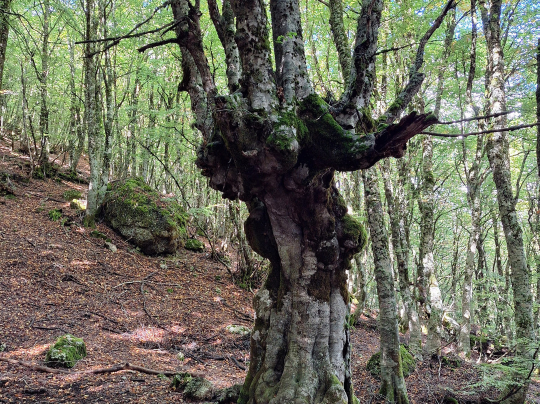 Parco delle Madonie-巴勒莫必去景点