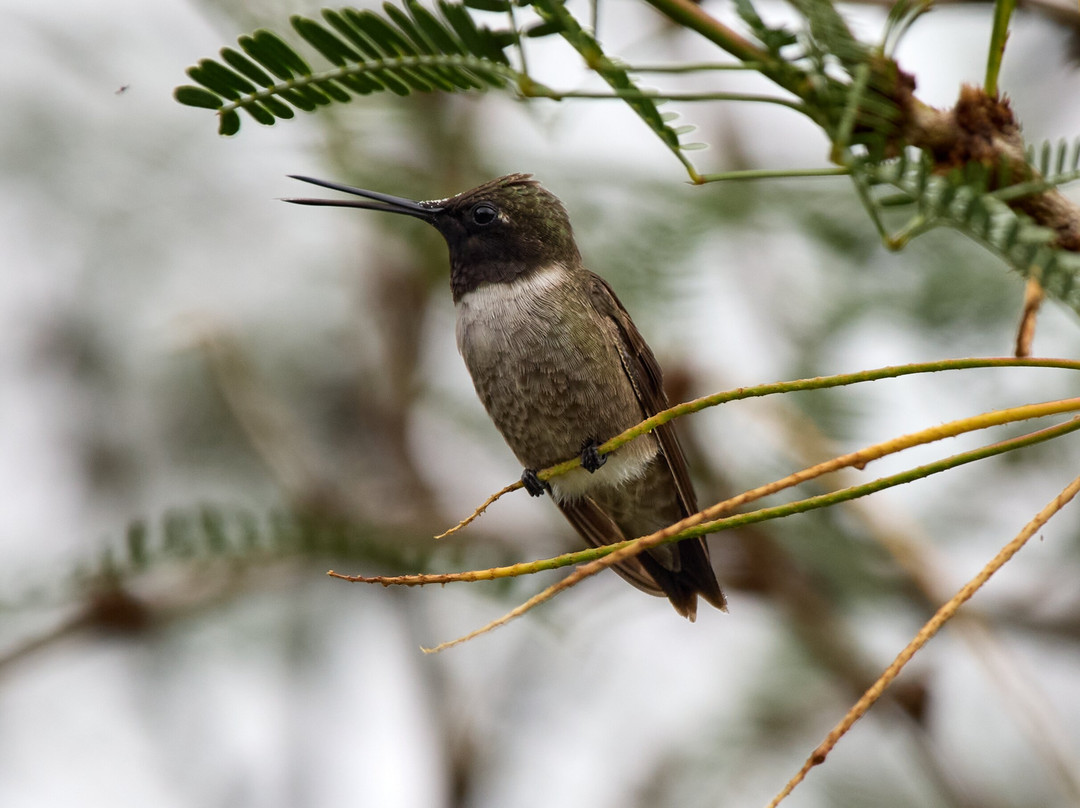 Ramsey Canyon Inn Bed and Breakfast主图