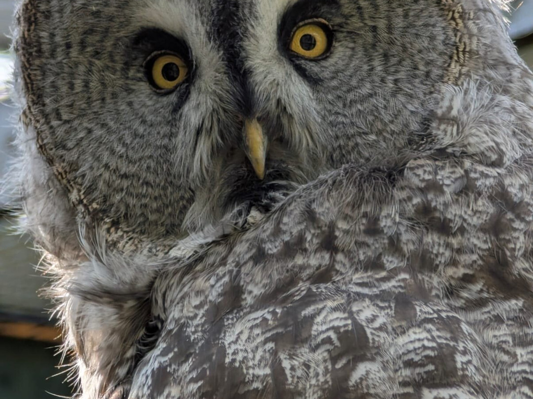 Scottish Owl Centre-Whitburn必去景点