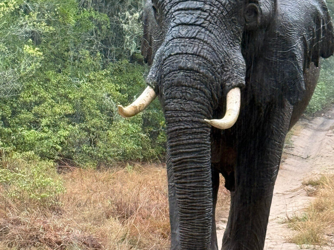 Tembe Elephant Park-Sihangwane必去景点