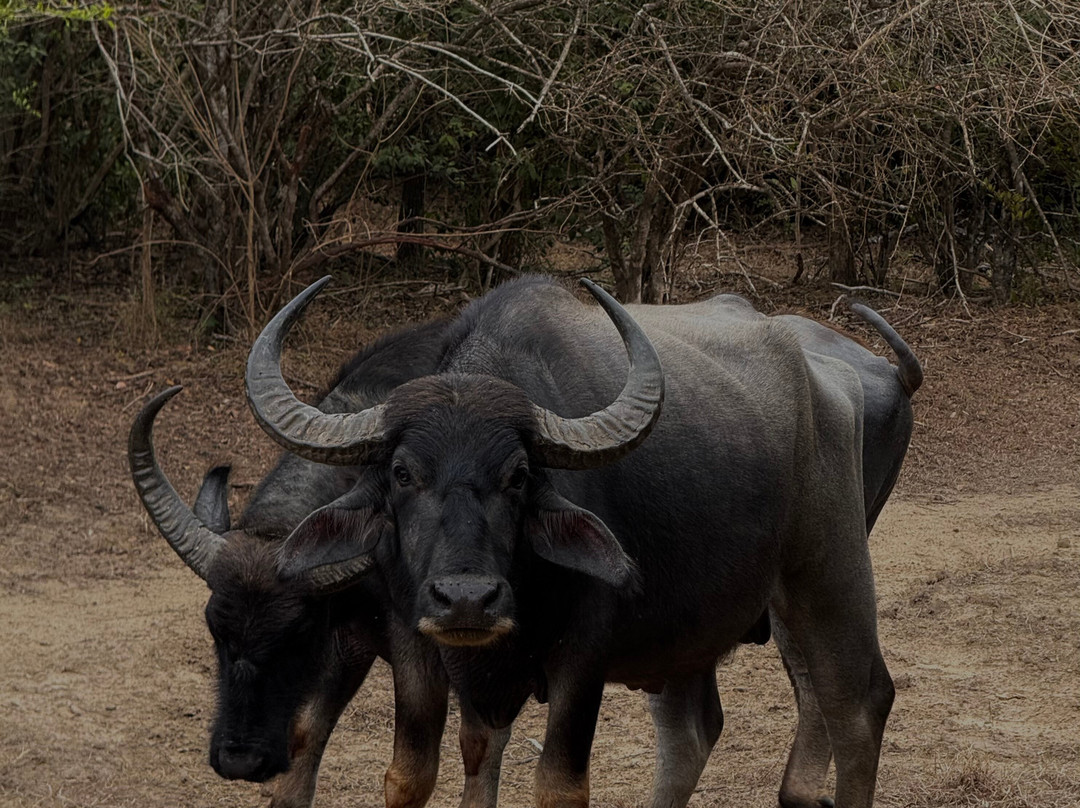 Private Tour Drivers Srilanka-卡图纳耶克必去景点