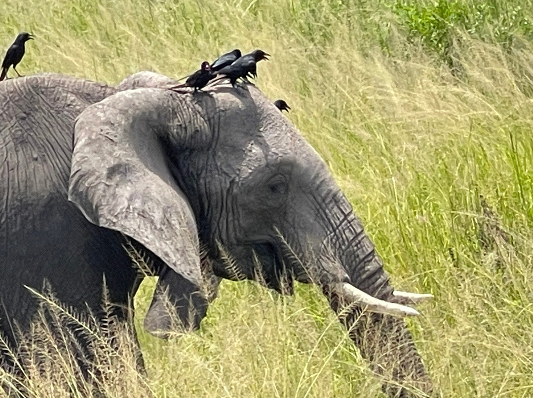 Arken Safaris Africa-马辛迪必去景点