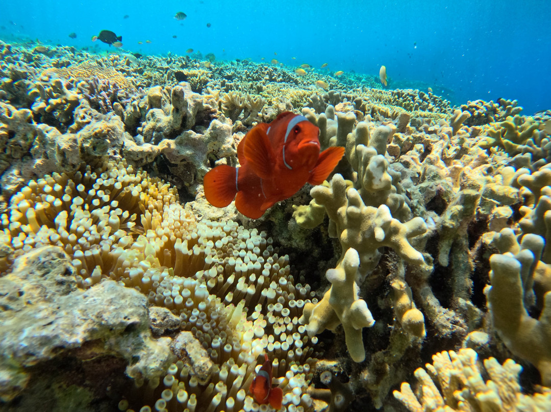 BlueMenjangan-Menjangan Island必去景点