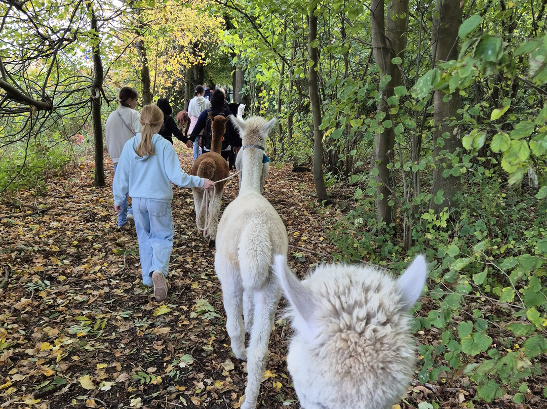 Alpaca Zeeland-Nieuwdorp必去景点