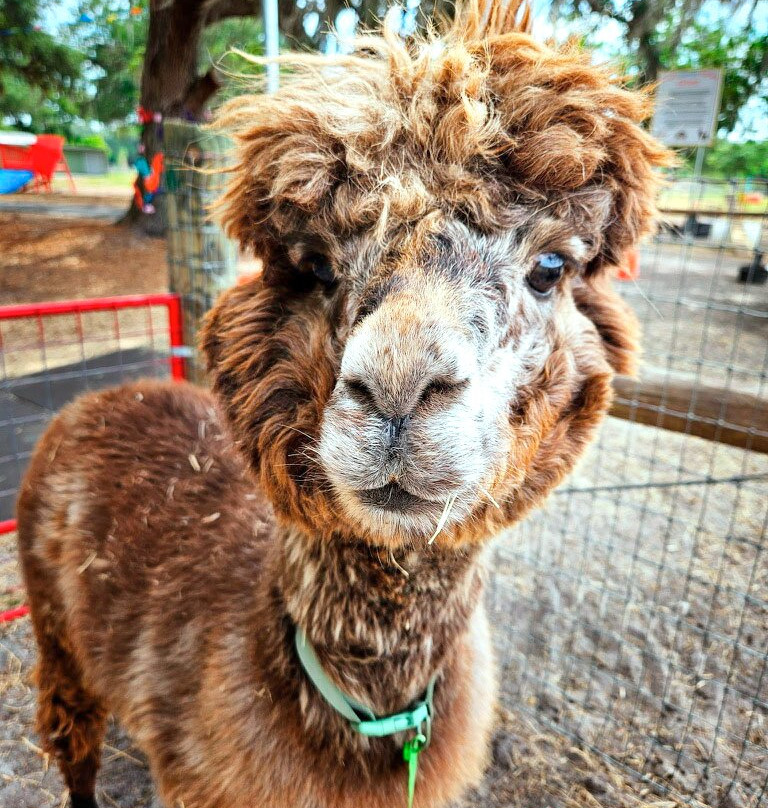 Green Meadows Petting Farm-基西米必去景点