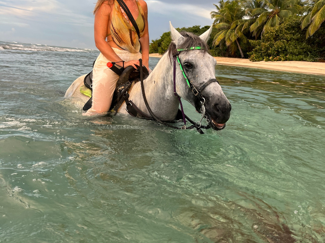 Colon Horseback Riding-维切克岛必去景点
