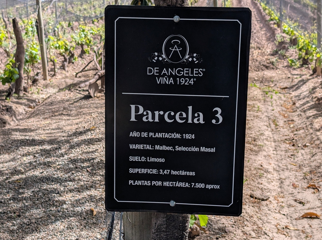 Bodega De Angeles Viña 1924-路冉得库约必去景点