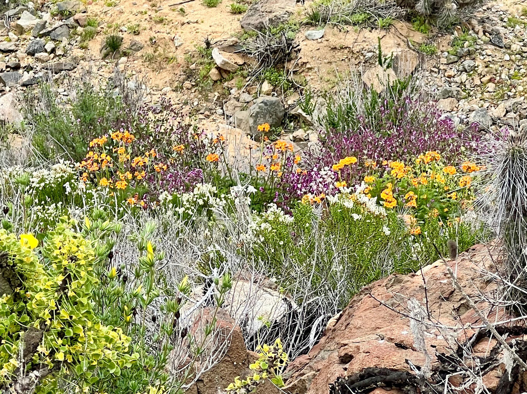 Parque Nacional Llanos del Challe-Huasco必去景点