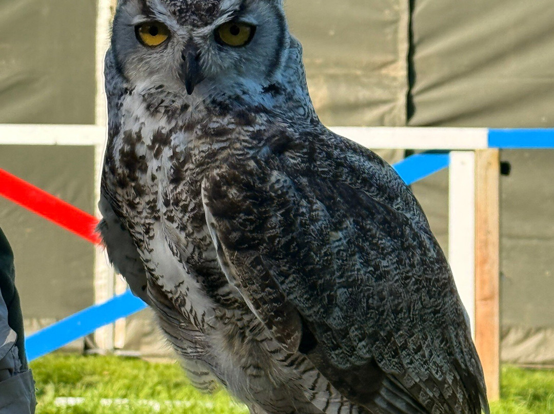 Willows Bird of Prey & Wildlife Trail-Knockholt必去景点