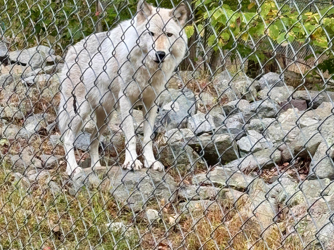 Lakota Wolf Preserve-Columbia必去景点