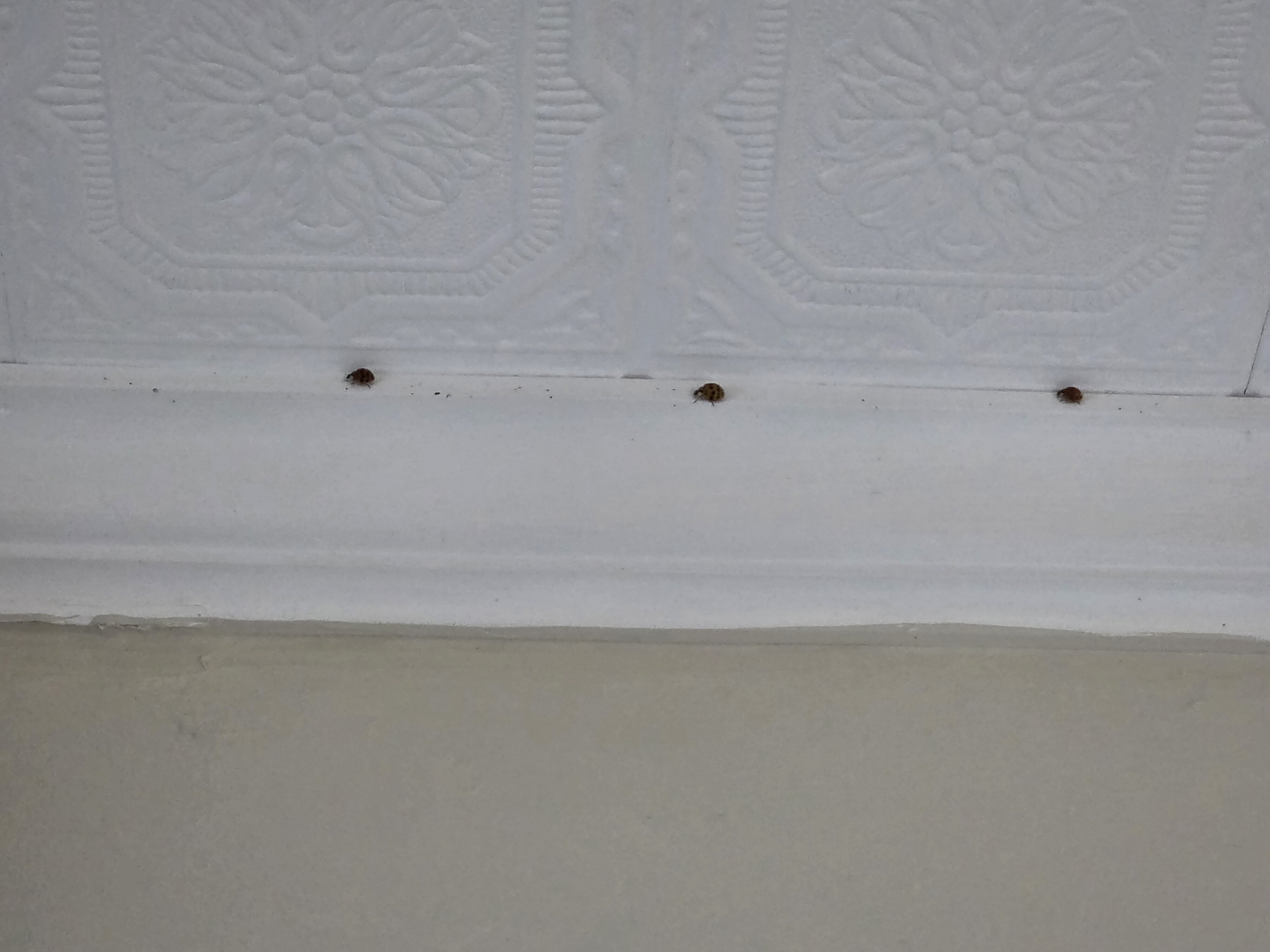 Eagle Mountain House & Golf Club-客卧