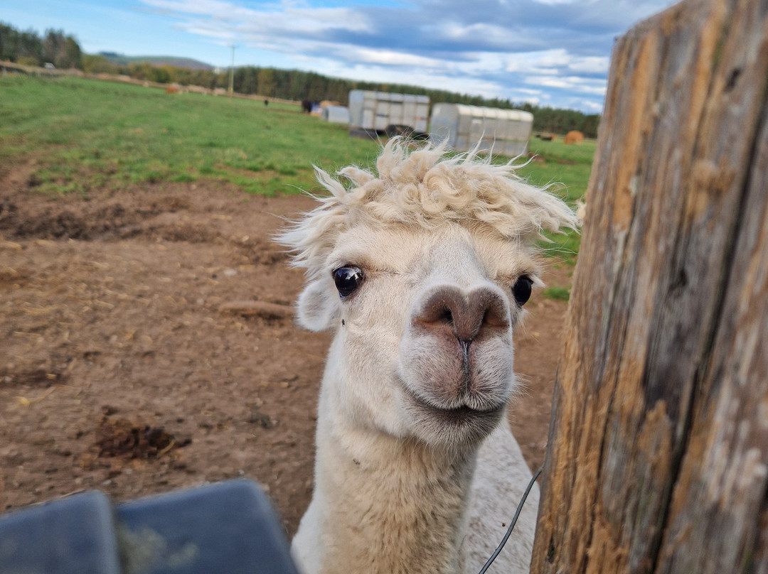 Newton Farm Holidays & Tours主图