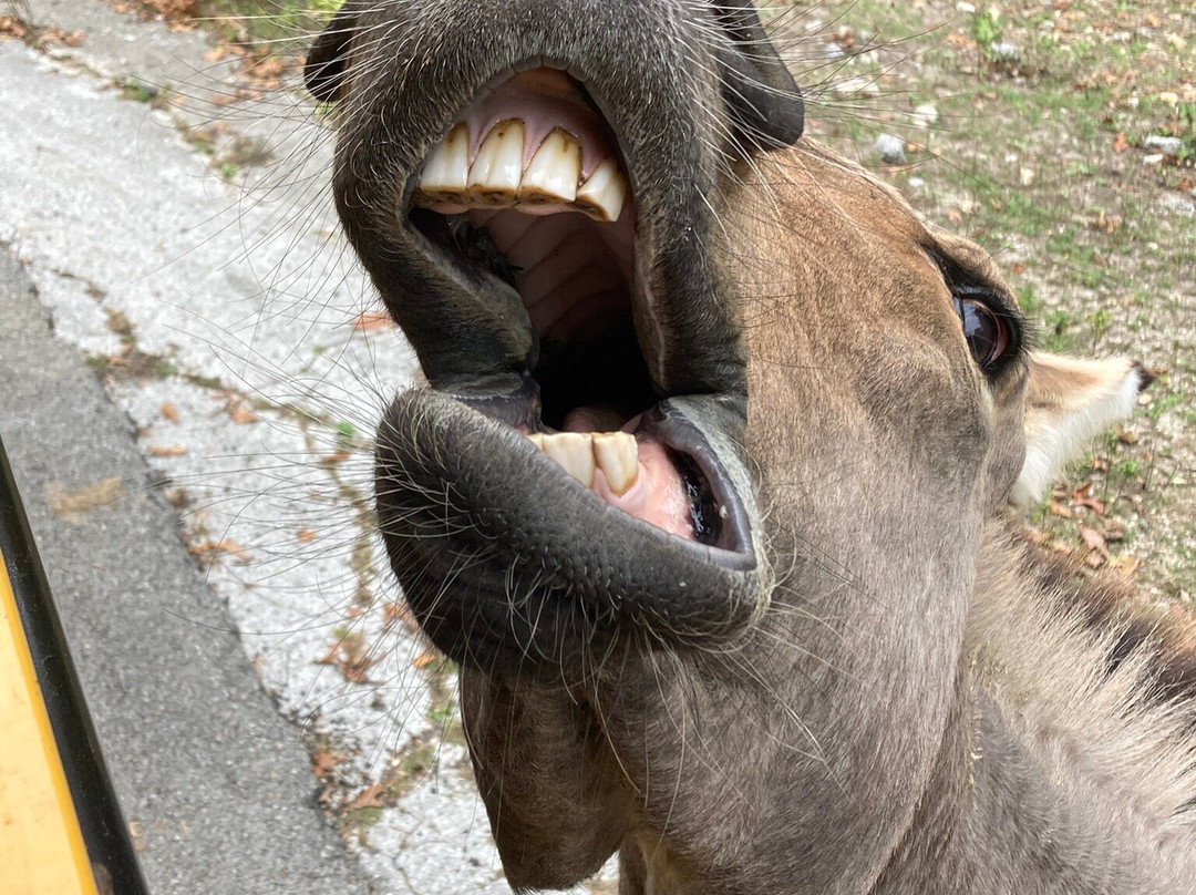 Wild Animal Safari-Strafford必去景点