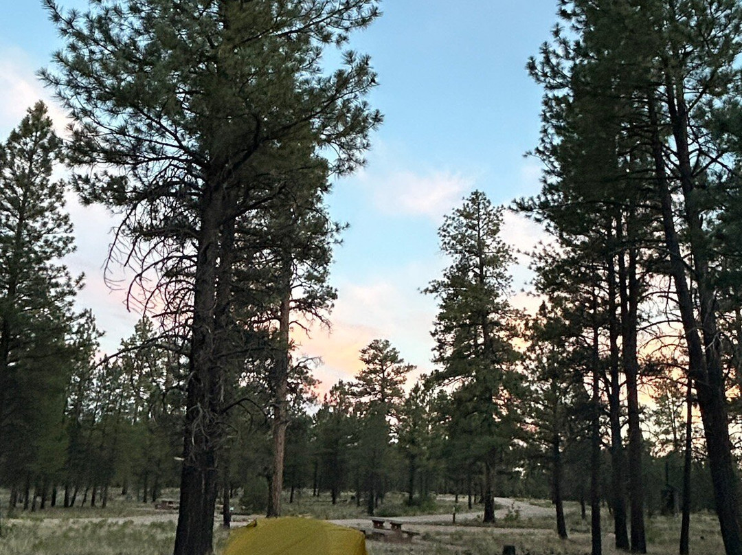 Kaibab National Forest-Jacob Lake必去景点