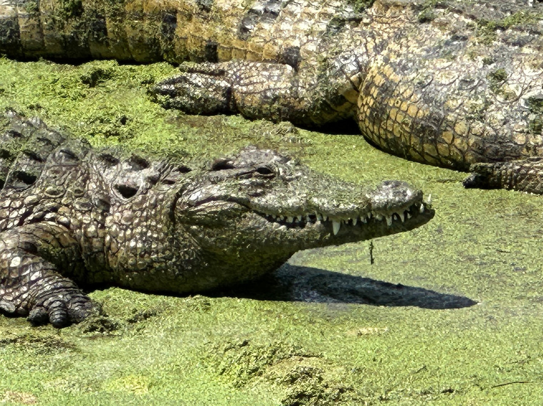 Le Bonheur Reptiles & Adventures-Simondium必去景点