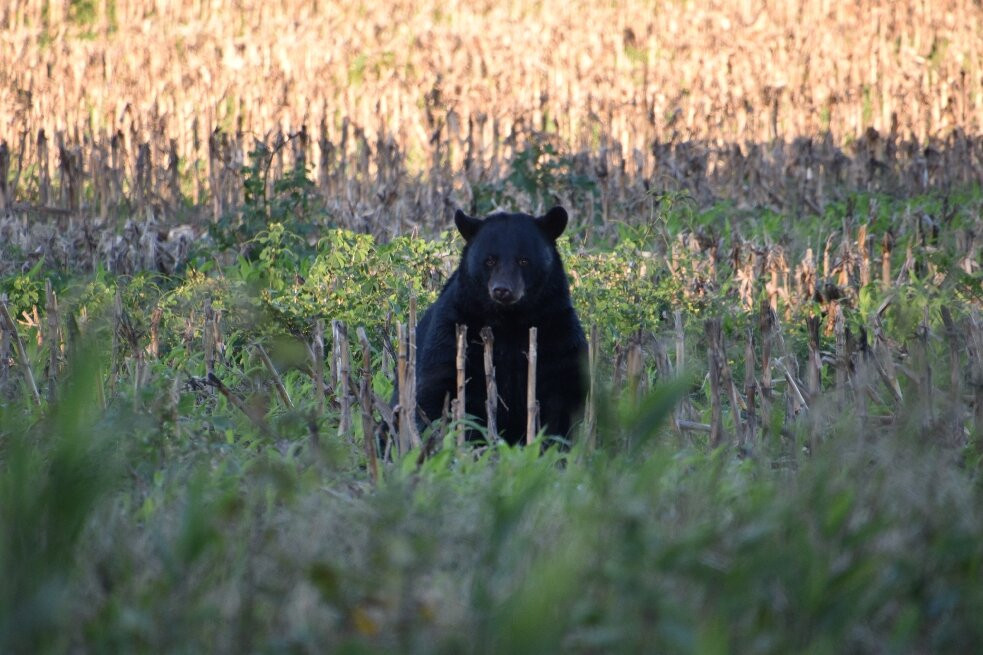 Alligator River National Wildlife Refuge-Manns Harbor必去景点