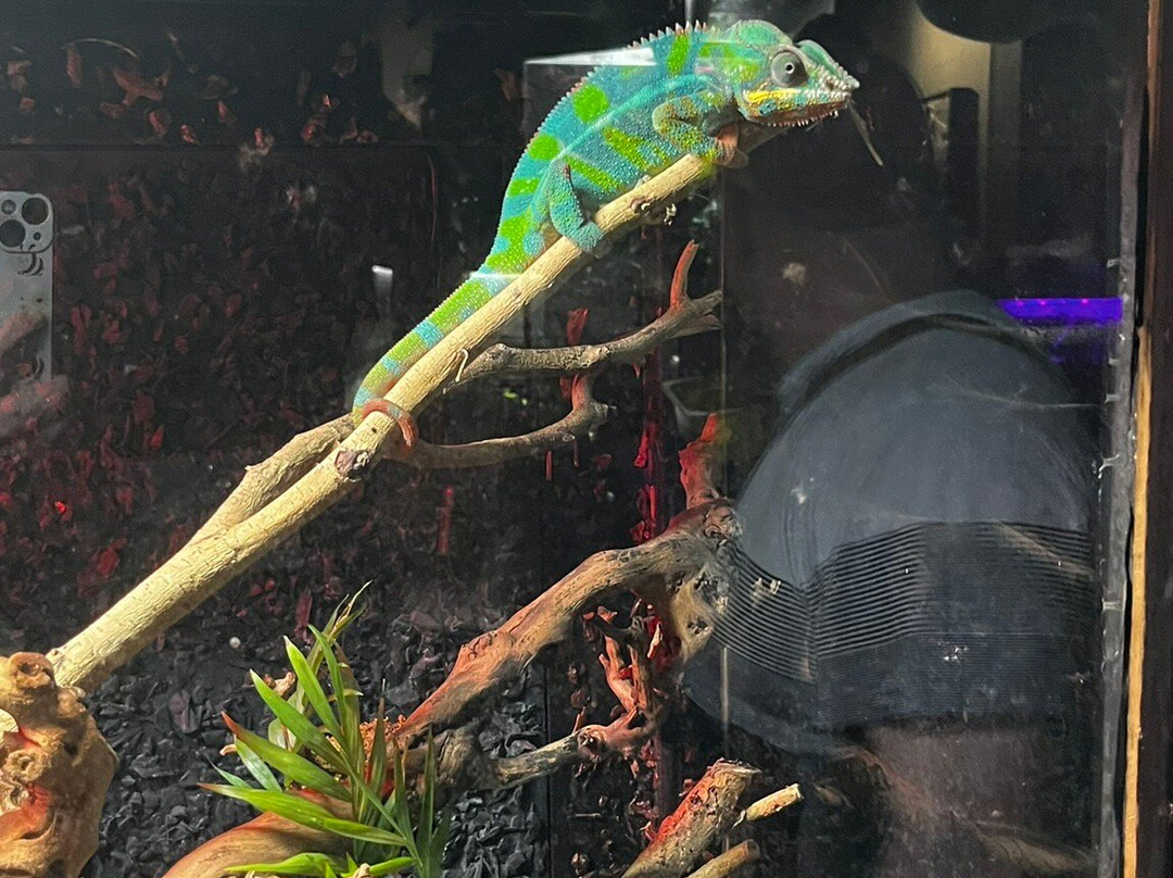 Plantasia Tropical Zoo-斯温西必去景点