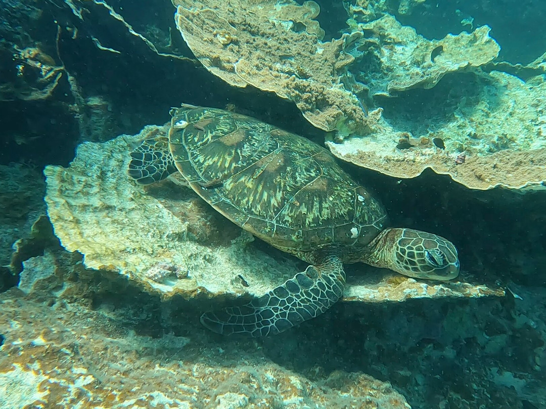 Ningaloo Reef Dive-珊瑚湾必去景点