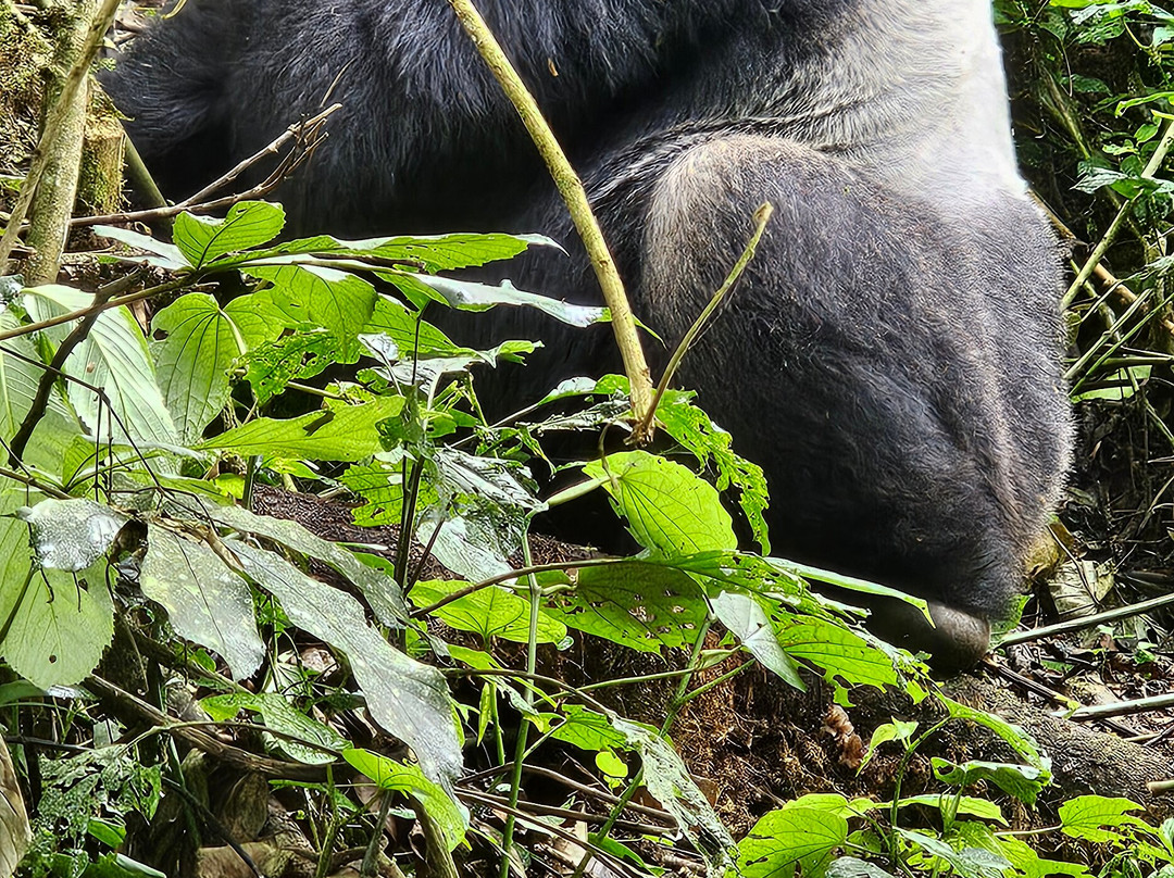 Mj Safaris Uganda-坎帕拉必去景点