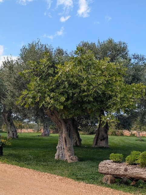 Terre di San Vito-波利尼亚诺阿马雷必去景点