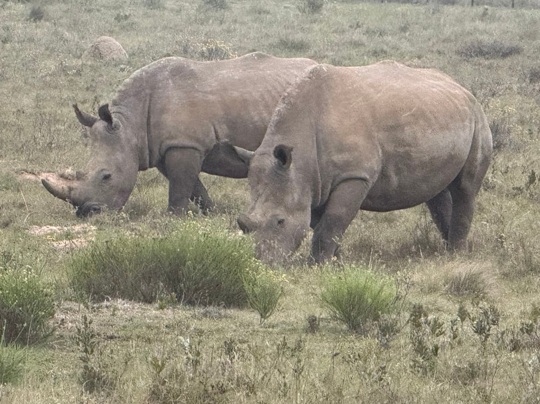 Schotia Tooth and Claw Safari-Addo Elephant National Park必去景点