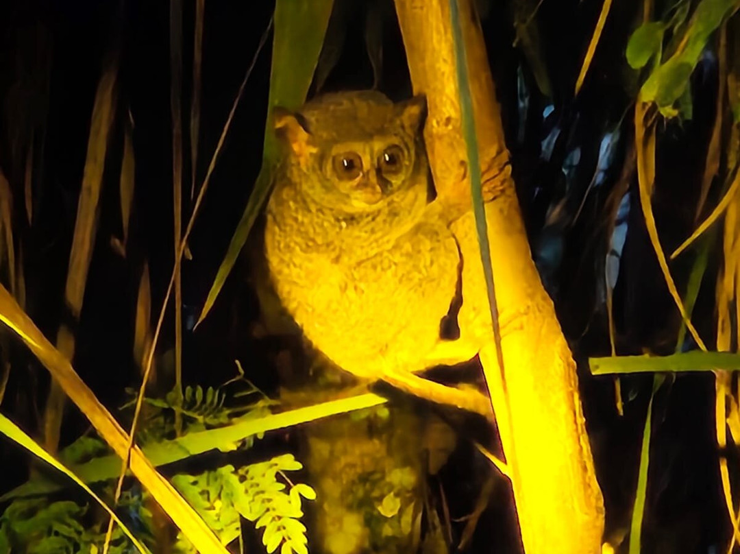 Tentena wildlife tour and Lorelindu national park-Tentena必去景点
