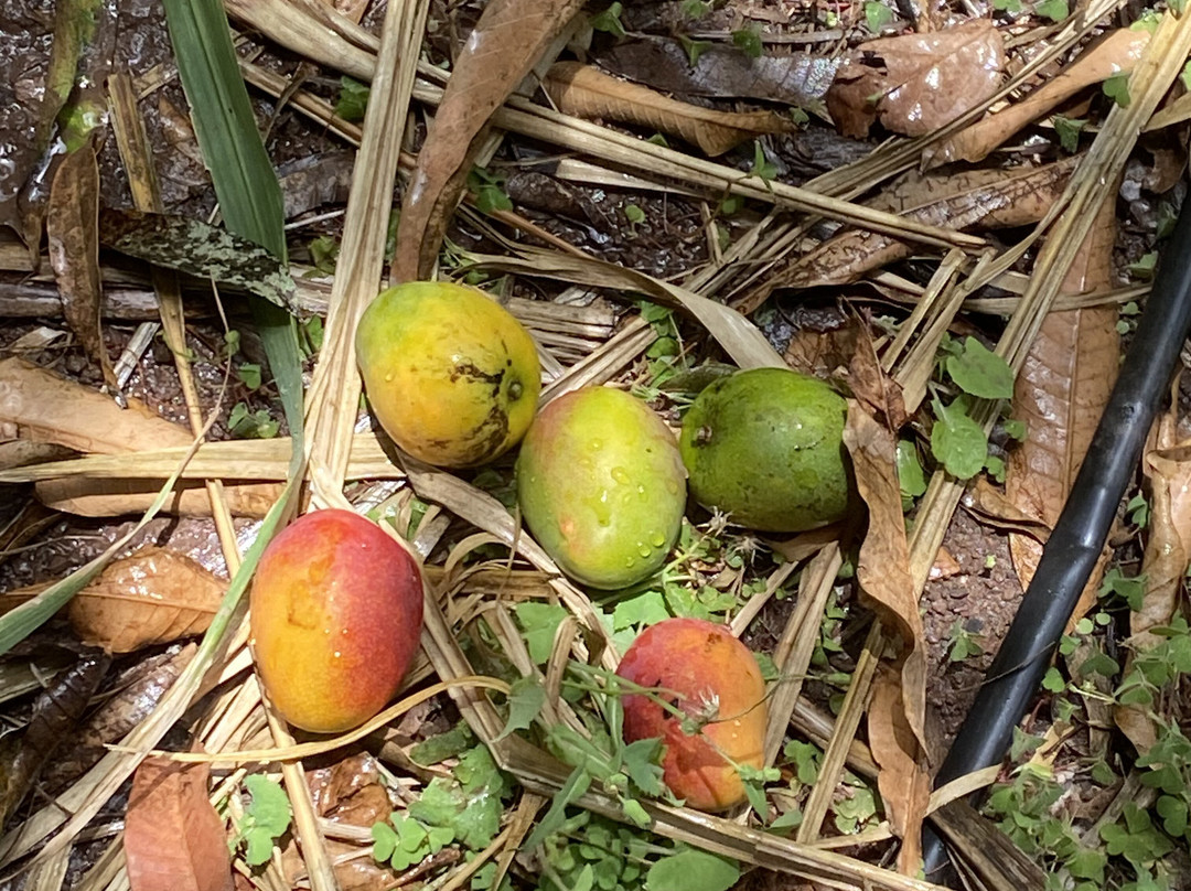 Santo Antão Tours Cabo Verde-Porto Novo必去景点
