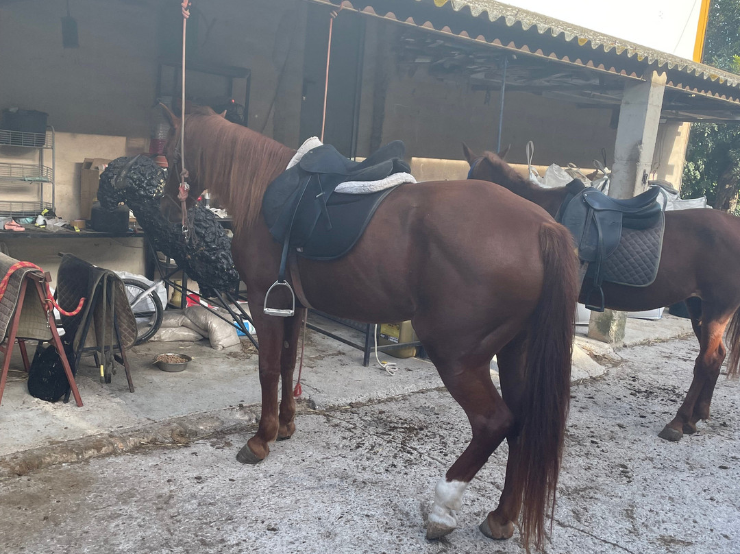 Mallorca Horses-马洛卡帕尔马必去景点